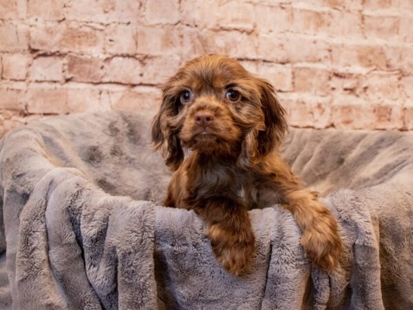 Cocker Spaniel- Available 7/13-DOG-Male-Chocolate Merle-1342-PetCenter Old Bridge, New Jersey