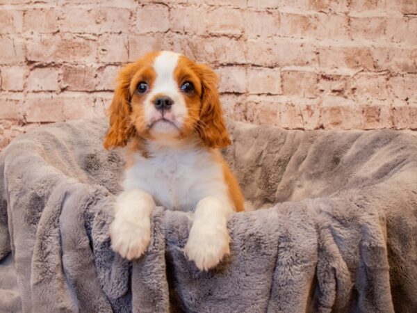 Cavalier King Charles Spaniel- Available 7/13-DOG-Female-Blenheim-1350-PetCenter Old Bridge, New Jersey