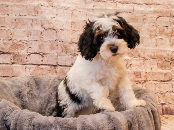 Cockapoo- Available 7/13-DOG-Male-Black / White-1352-PetCenter Old Bridge, New Jersey