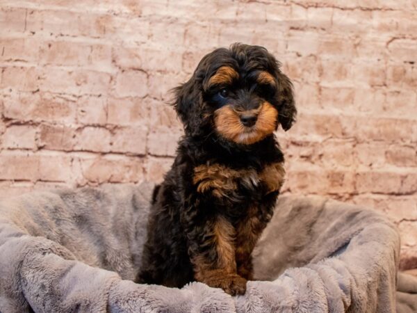 Cavapoo- Available 7/13-DOG-Male-Black / Tan-1349-PetCenter Old Bridge, New Jersey