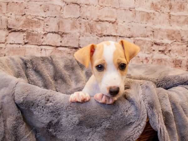 Jack Russell Terrier- Available 7/13-DOG-Male-Lemon / White-1346-PetCenter Old Bridge, New Jersey