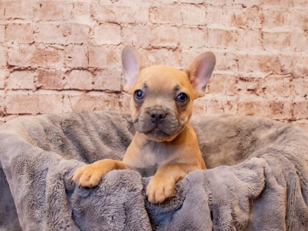 French Bulldog- Available 7/13-DOG-Male-Blue-1343-PetCenter Old Bridge, New Jersey