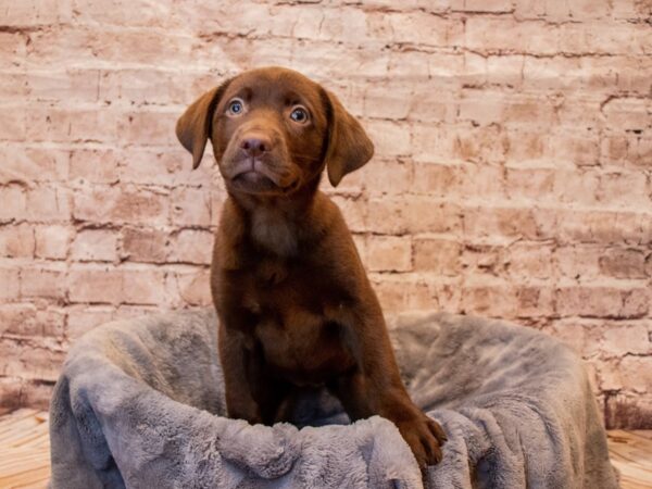 Labrador Retriever- Available 7/13-DOG-Female-Chocolate-1347-PetCenter Old Bridge, New Jersey