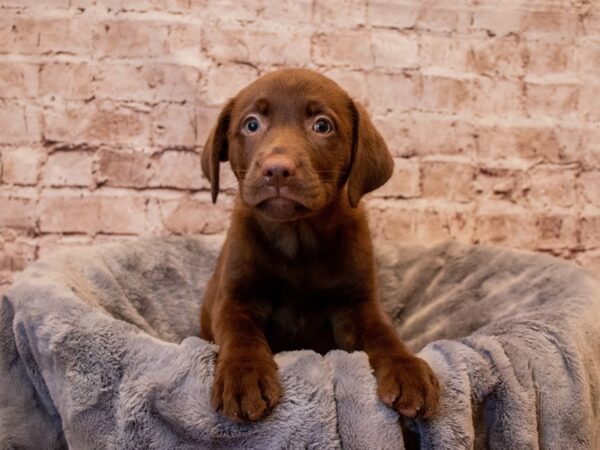 Labrador Retriever- Available 7/13-DOG-Female-Chocolate-1348-PetCenter Old Bridge, New Jersey