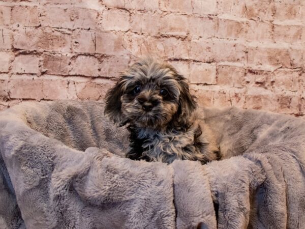 Cockapoo- Available 7/13-DOG-Female-Blue Merle-1341-PetCenter Old Bridge, New Jersey