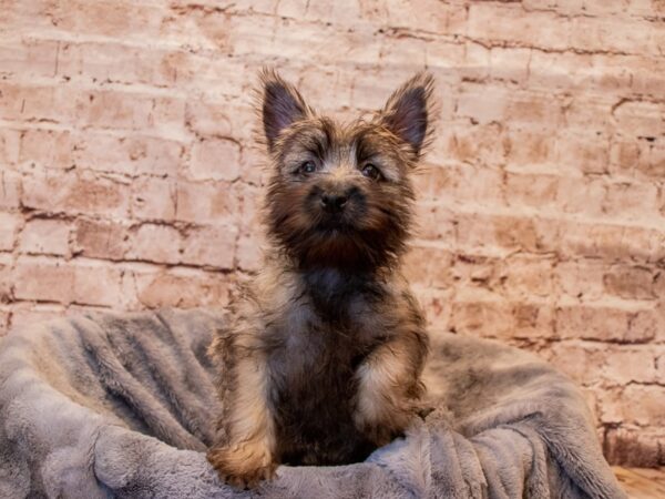 Cairn Terrier-DOG-Female-Wheaten-1354-PetCenter Old Bridge, New Jersey
