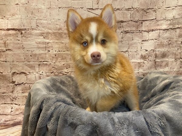 Pomsky- Available 7/20-DOG-Male-Red / White-1365-PetCenter Old Bridge, New Jersey