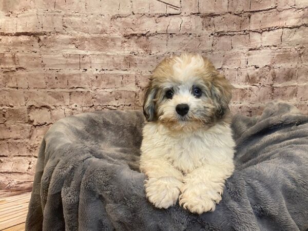 Havapoo- Available 7/20-DOG-Male-Chocolate / White-1361-PetCenter Old Bridge, New Jersey