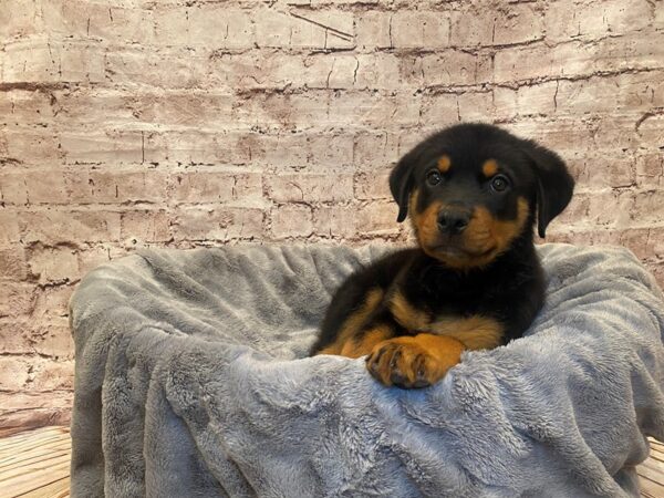 Rottweiler- Available 7/20-DOG-Male-Black / Tan-1364-PetCenter Old Bridge, New Jersey