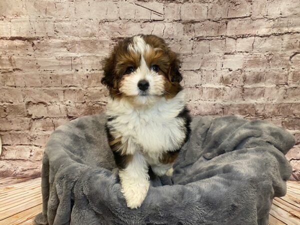 Mini Aussiedoodle- Available 7/20-DOG-Female-Black-1360-PetCenter Old Bridge, New Jersey