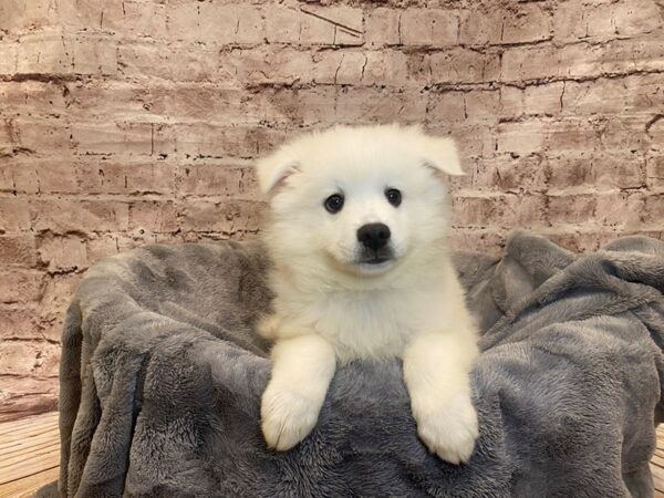 American Eskimo- Available 7/20-DOG-Male-White-1355-PetCenter Old Bridge, New Jersey