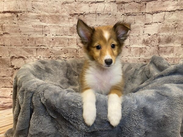 Shetland Sheepdog- Available 7/20-DOG-Female-Sable / White-1358-PetCenter Old Bridge, New Jersey