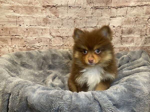 Pomeranian- Available 7/20-DOG-Male-Chocolate and Tan-1363-PetCenter Old Bridge, New Jersey