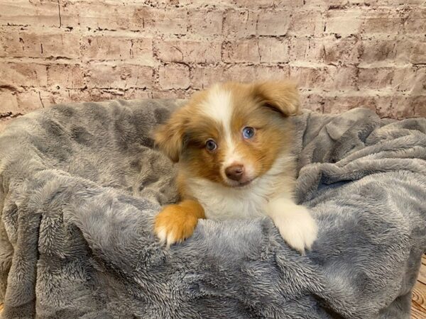 Toy Australian Shepherd- Available 7/20-DOG-Male-Red Merle-1368-PetCenter Old Bridge, New Jersey