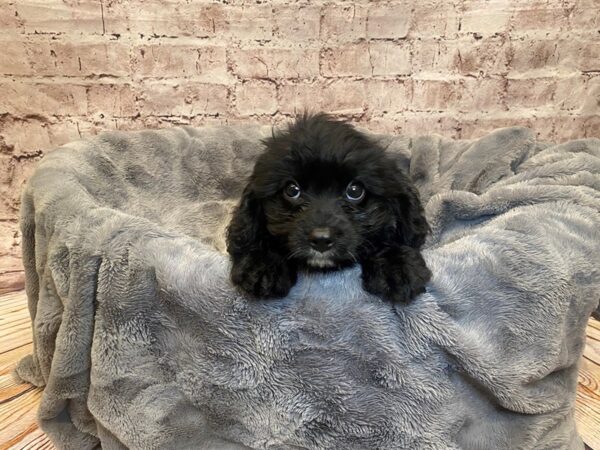 Cavapoo- Available 7/20-DOG-Male-Black-1375-PetCenter Old Bridge, New Jersey