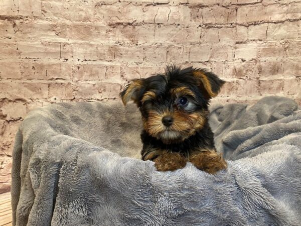 Yorkshire Terrier- Available 7/20-DOG-Male-Black and Tan-1371-PetCenter Old Bridge, New Jersey