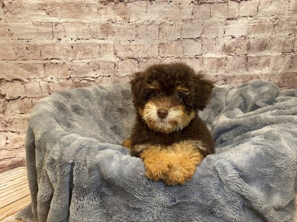 Yorkiepoo- Available 7/20-DOG-Male-Brown-1370-PetCenter Old Bridge, New Jersey