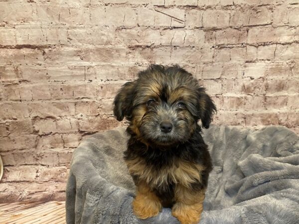 Shihpoo- Available 7/20-DOG-Female-Black and Apricot-1372-PetCenter Old Bridge, New Jersey