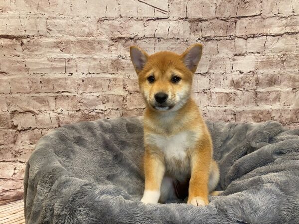 Shiba Inu- Available 7/20-DOG-Female-Red-1374-PetCenter Old Bridge, New Jersey