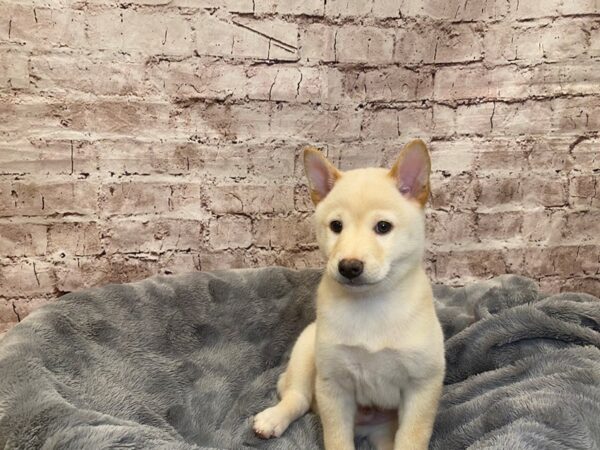 Shiba Inu- Available 7/20-DOG-Male-Cream-1373-PetCenter Old Bridge, New Jersey