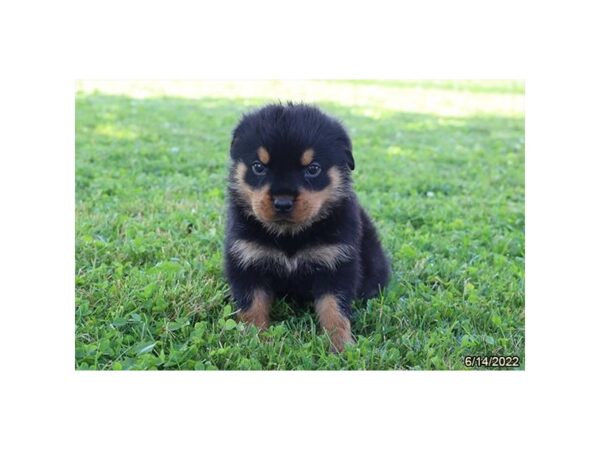 Rottweiler- Available 7/27-DOG-Female-Black / Tan-1383-PetCenter Old Bridge, New Jersey