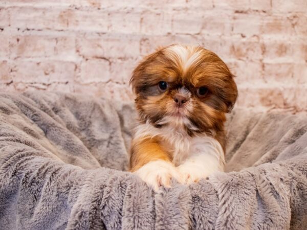 Shih Tzu- Available 7/27-DOG-Male-Chocolate / White-1384-PetCenter Old Bridge, New Jersey