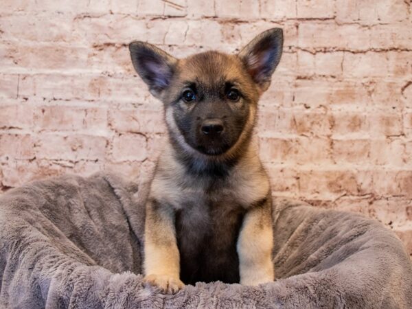 Norwegian Elkhound- Available 7/27-DOG-Female-Black / Silver-1381-PetCenter Old Bridge, New Jersey