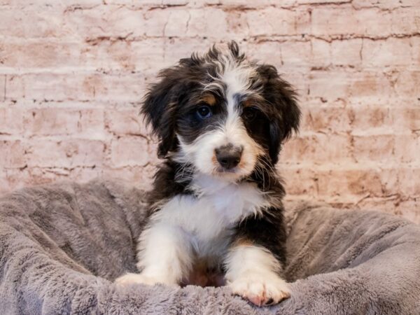 Mini Bernedoodle- Available 7/27-DOG-Male-Black / White-1380-PetCenter Old Bridge, New Jersey