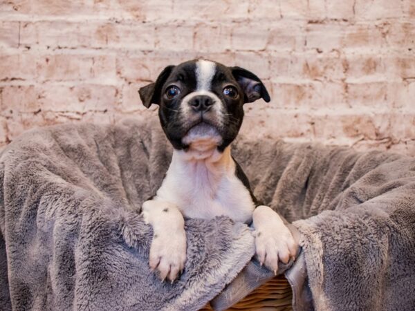 Boston Terrier- Available 7/27-DOG-Male-Black and White-1390-PetCenter Old Bridge, New Jersey