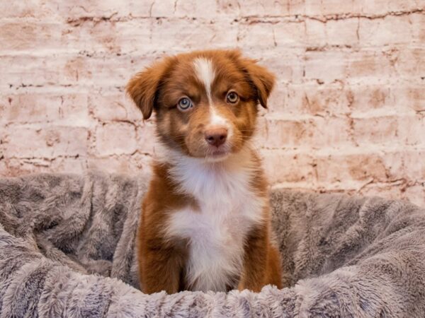 Australian Shepherd- Available 7/27-DOG-Female-Red-1388-PetCenter Old Bridge, New Jersey