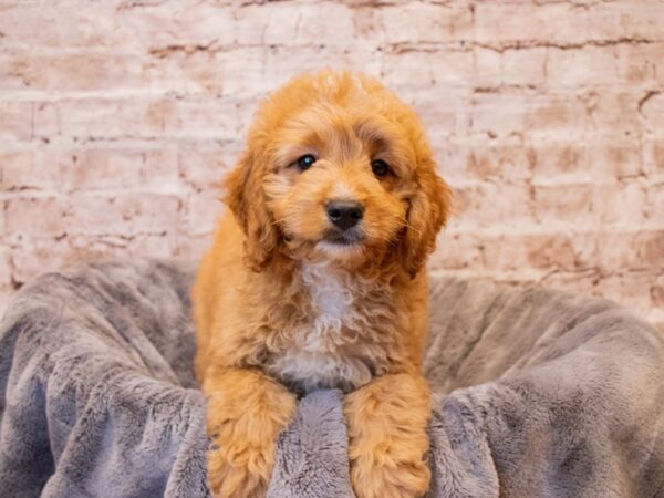 Mini Goldendoodle- Available 7/27-DOG-Male-Golden-1377-PetCenter Old Bridge, New Jersey