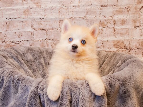 Pomsky- Available 7/27-DOG-Female-Cream-1376-PetCenter Old Bridge, New Jersey