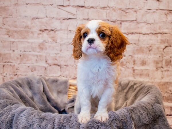 Cavalier King Charles Spaniel- Available 8/3-DOG-Male-Blenheim-1393-PetCenter Old Bridge, New Jersey
