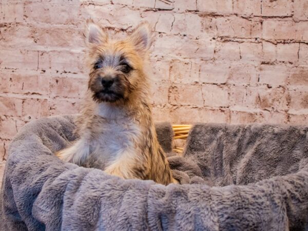 Cairn Terrier- Available 8/3-DOG-Female-Wheaten-1391-PetCenter Old Bridge, New Jersey