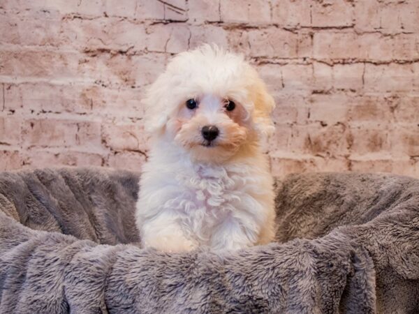 Maltipoo- Available 8/3-DOG-Female-White-1397-PetCenter Old Bridge, New Jersey