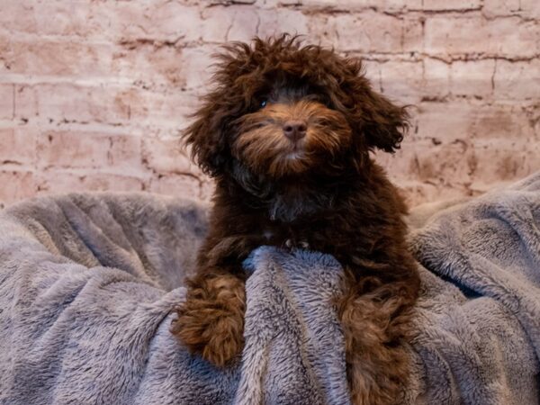 Schnoodle- Available 8/3-DOG-Female-Chocolate-1395-PetCenter Old Bridge, New Jersey