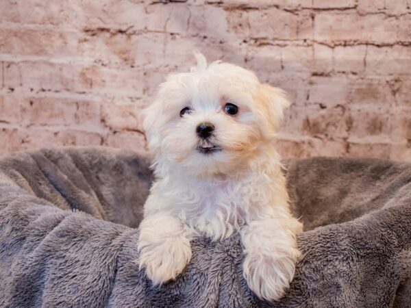 Maltese- Available 8/3-DOG-Male-White-1392-PetCenter Old Bridge, New Jersey