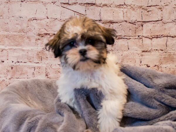 Shihpoo- Available 8/3-DOG-Female-Liver / White-1396-PetCenter Old Bridge, New Jersey