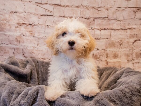 Coton De Tulear- Available 8/3-DOG-Male-White-1398-PetCenter Old Bridge, New Jersey