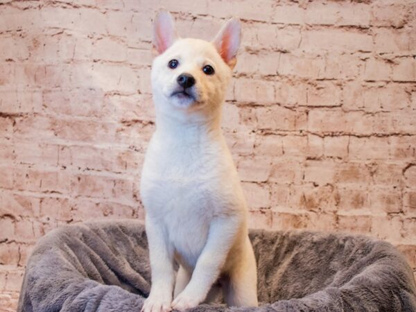 Shiba Inu- Available 8/3-DOG-Female-Cream-1407-PetCenter Old Bridge, New Jersey