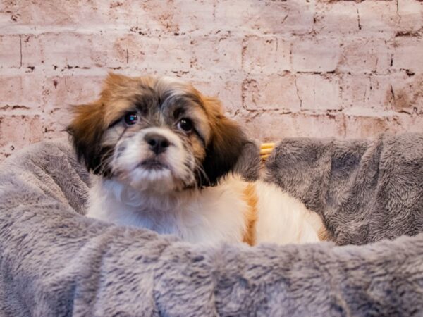 Teddy Bear- Available 8/3-DOG-Female-Red and White-1403-PetCenter Old Bridge, New Jersey
