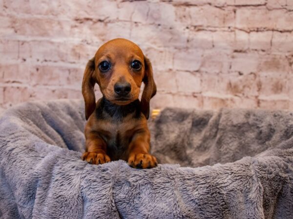 Dachshund- Available 8/3-DOG-Female-Wild boar-1402-PetCenter Old Bridge, New Jersey