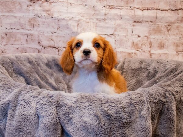 Cavalier King Charles Spaniel- Available 8/3-DOG-Male-Blenheim-1406-PetCenter Old Bridge, New Jersey