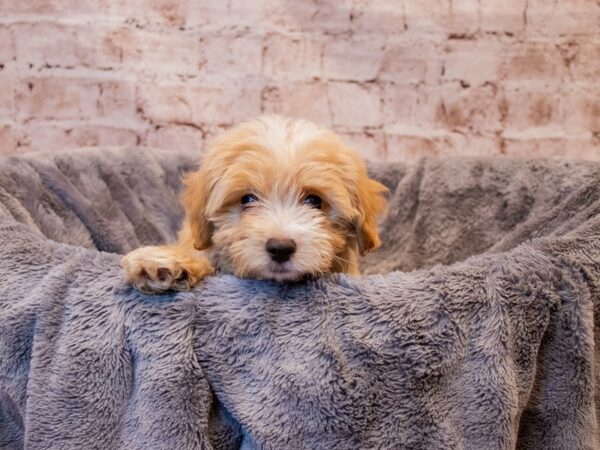 Maltipoo- Available 8/3-DOG-Female-Cream and White-1399-PetCenter Old Bridge, New Jersey