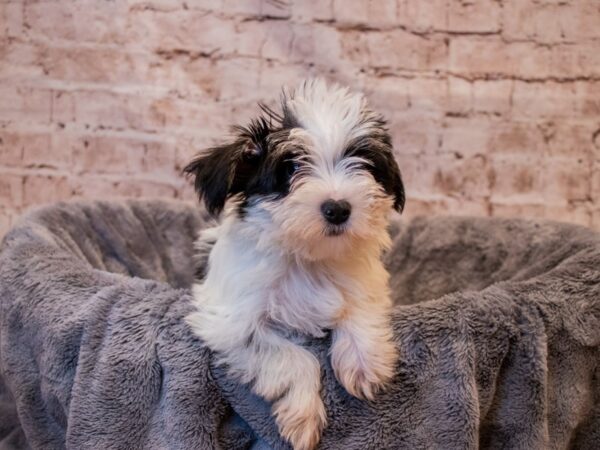 Morkie- Available 8/3-DOG-Male-Black and Tan-1405-PetCenter Old Bridge, New Jersey