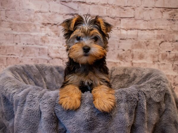 Yorkshire Terrier- Available 8/3-DOG-Female-Black and Tan-1400-PetCenter Old Bridge, New Jersey