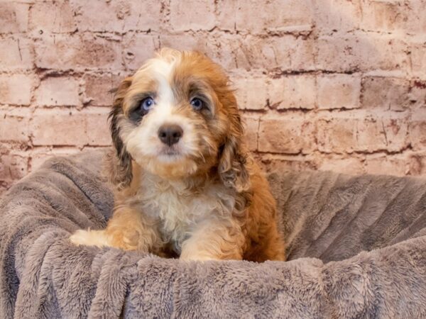 Cockapoo- Available 8/10-DOG-Male-Chocolate Merle-1413-PetCenter Old Bridge, New Jersey