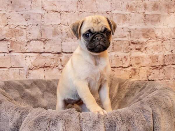 Pug- Available 8/10-DOG-Female-Fawn-1418-PetCenter Old Bridge, New Jersey