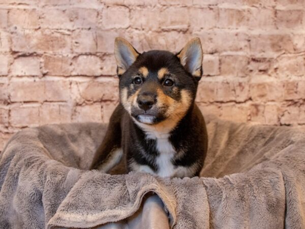 Shiba Inu- Available 8/10-DOG-Male-Black and Tan-1416-PetCenter Old Bridge, New Jersey