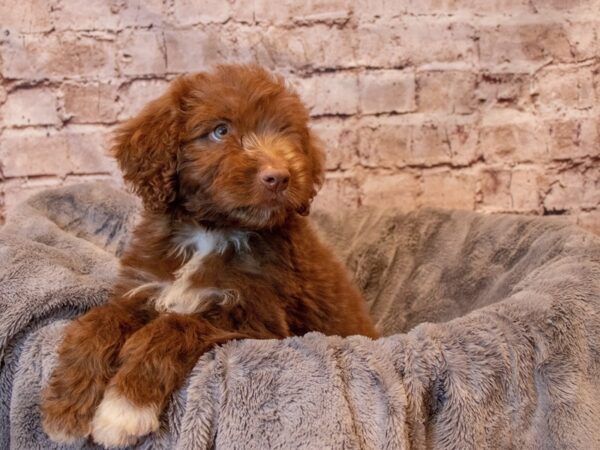 Aussiedoodle- Available 8/10-DOG-Male-Bronze-1419-PetCenter Old Bridge, New Jersey